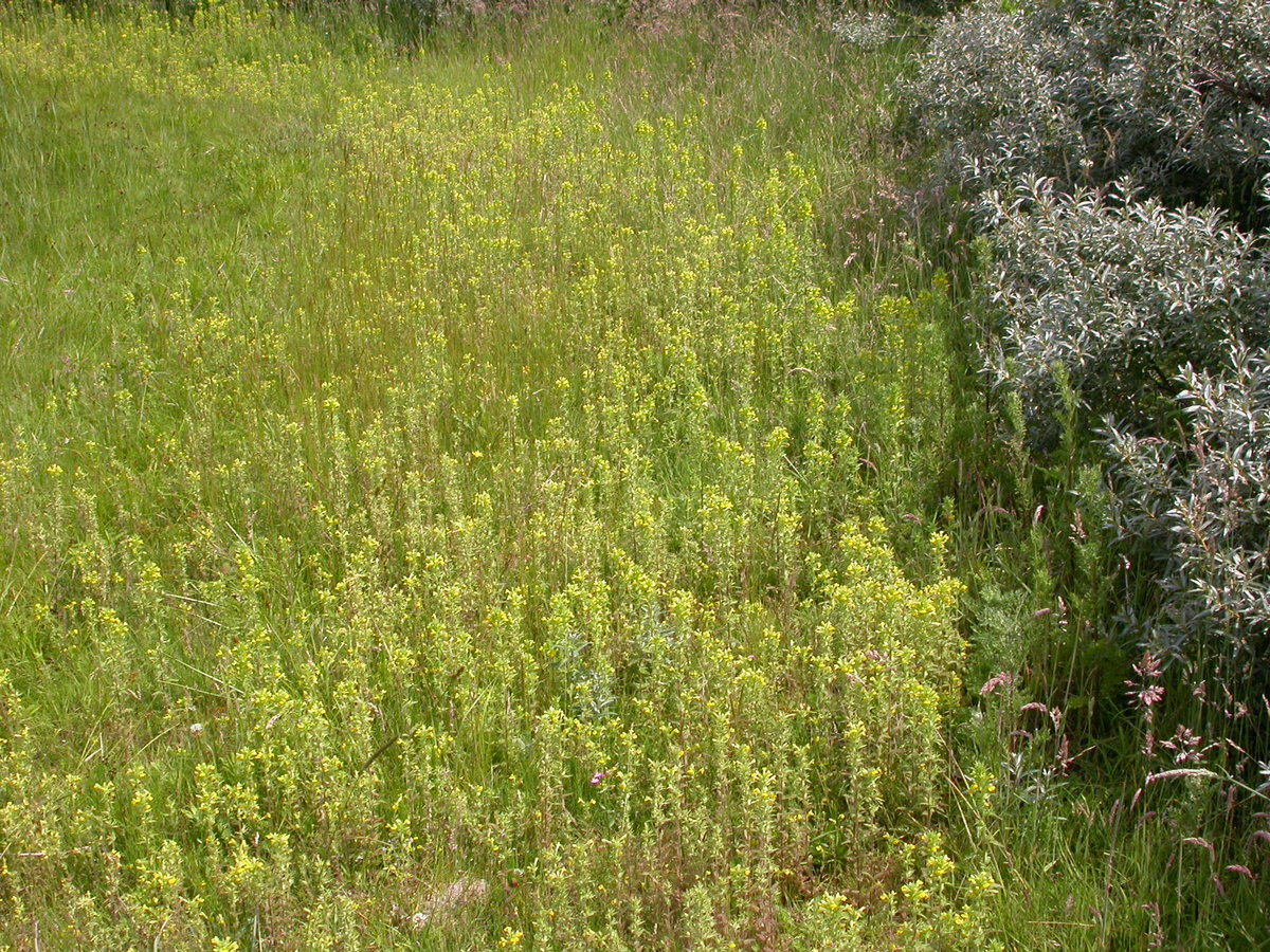 Parentucellia viscosa (door Peter Meininger)