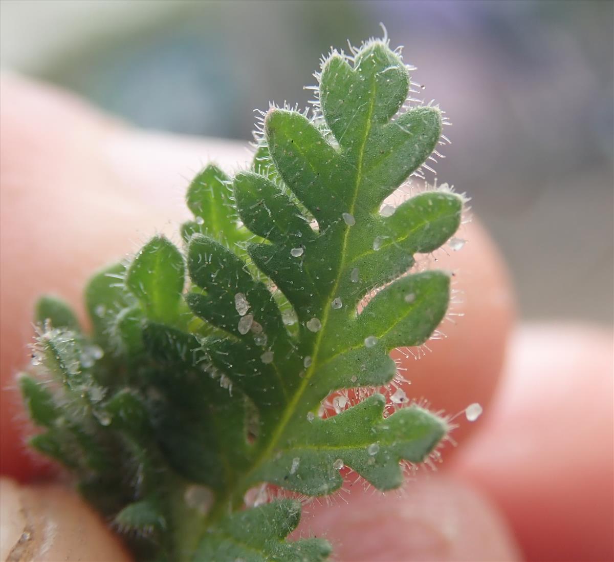 Erodium lebelii (door Tim van de Vondervoort)