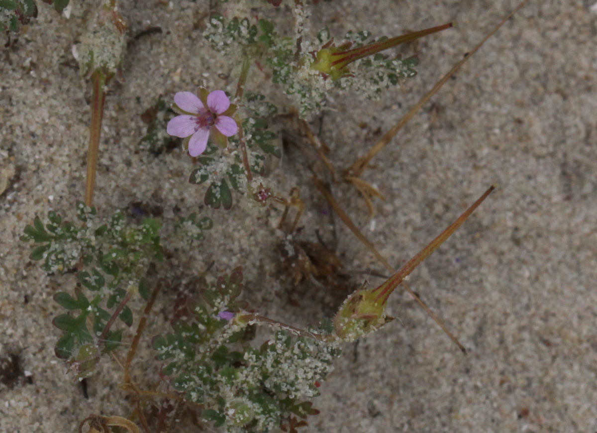 Erodium lebelii (door Peter Meininger)
