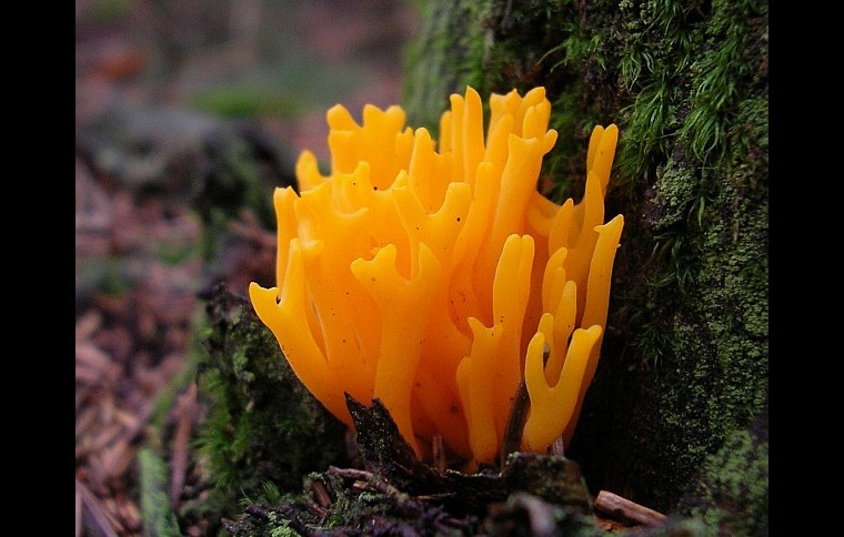 Calocera viscosa (door Aldert Gutter)