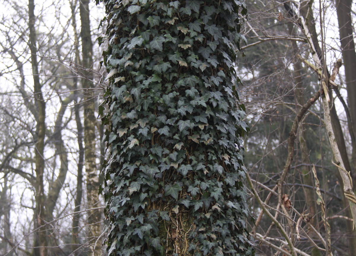 Hedera helix (door Peter Meininger)