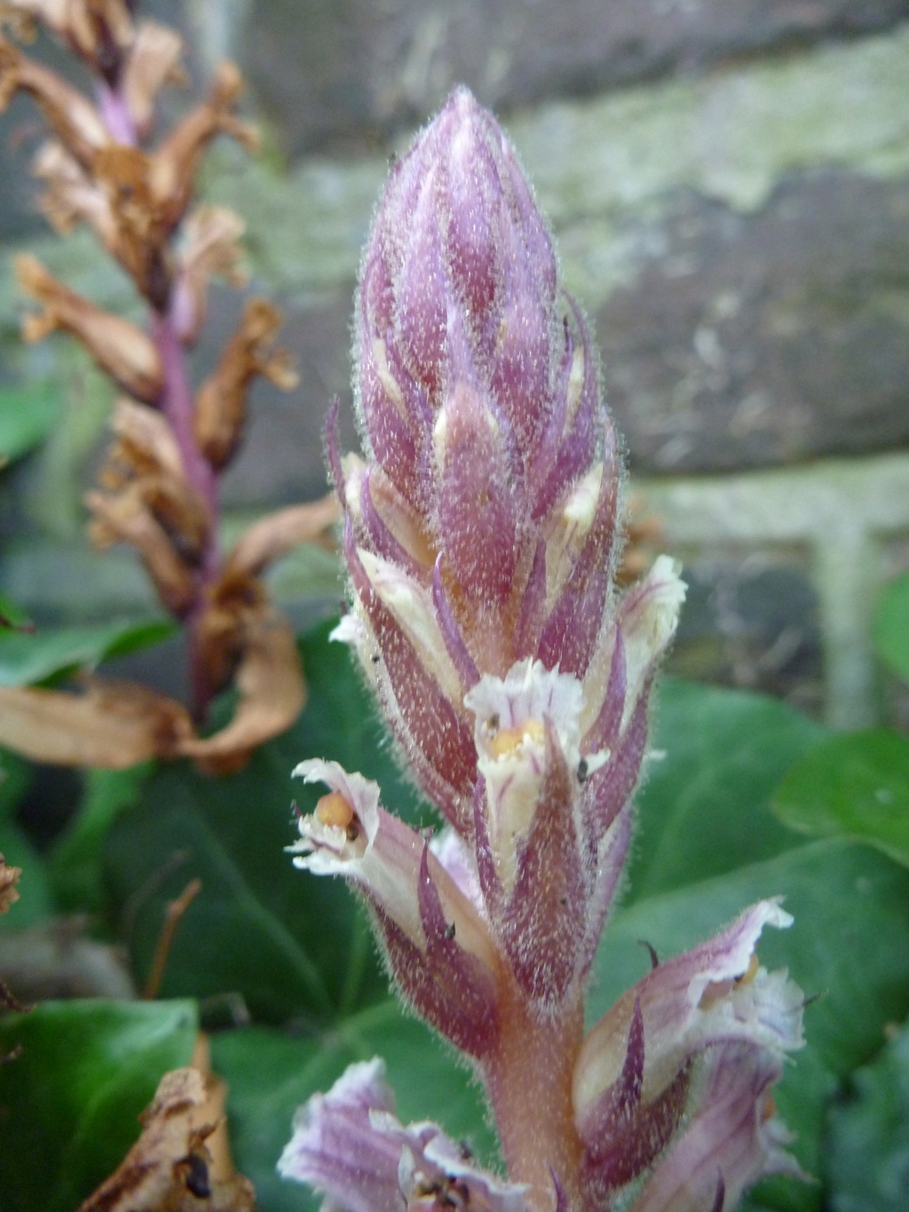 Orobanche hederae (door Cor Nonhof)