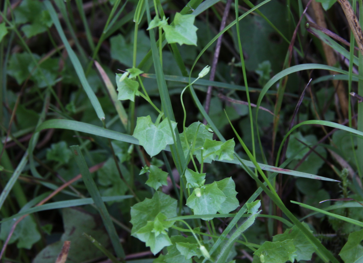 Wahlenbergia hederacea (door Peter Meininger)