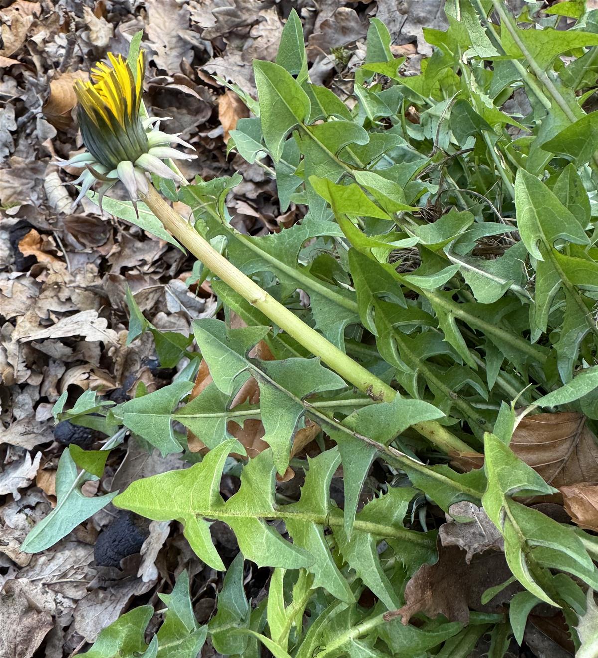 Taraxacum subhamatum (door Jelle Hofstra)