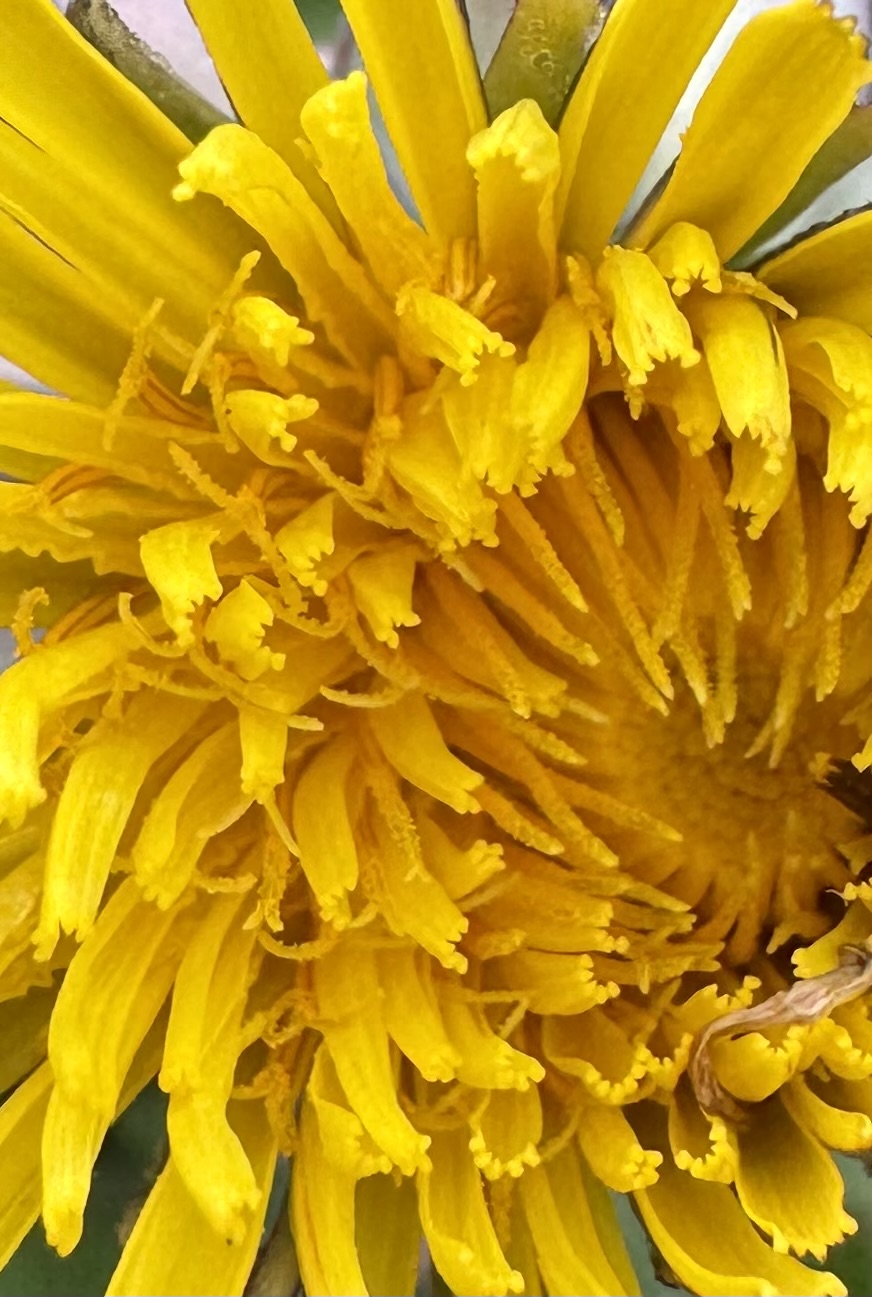 Taraxacum subhamatum (door Jelle Hofstra)