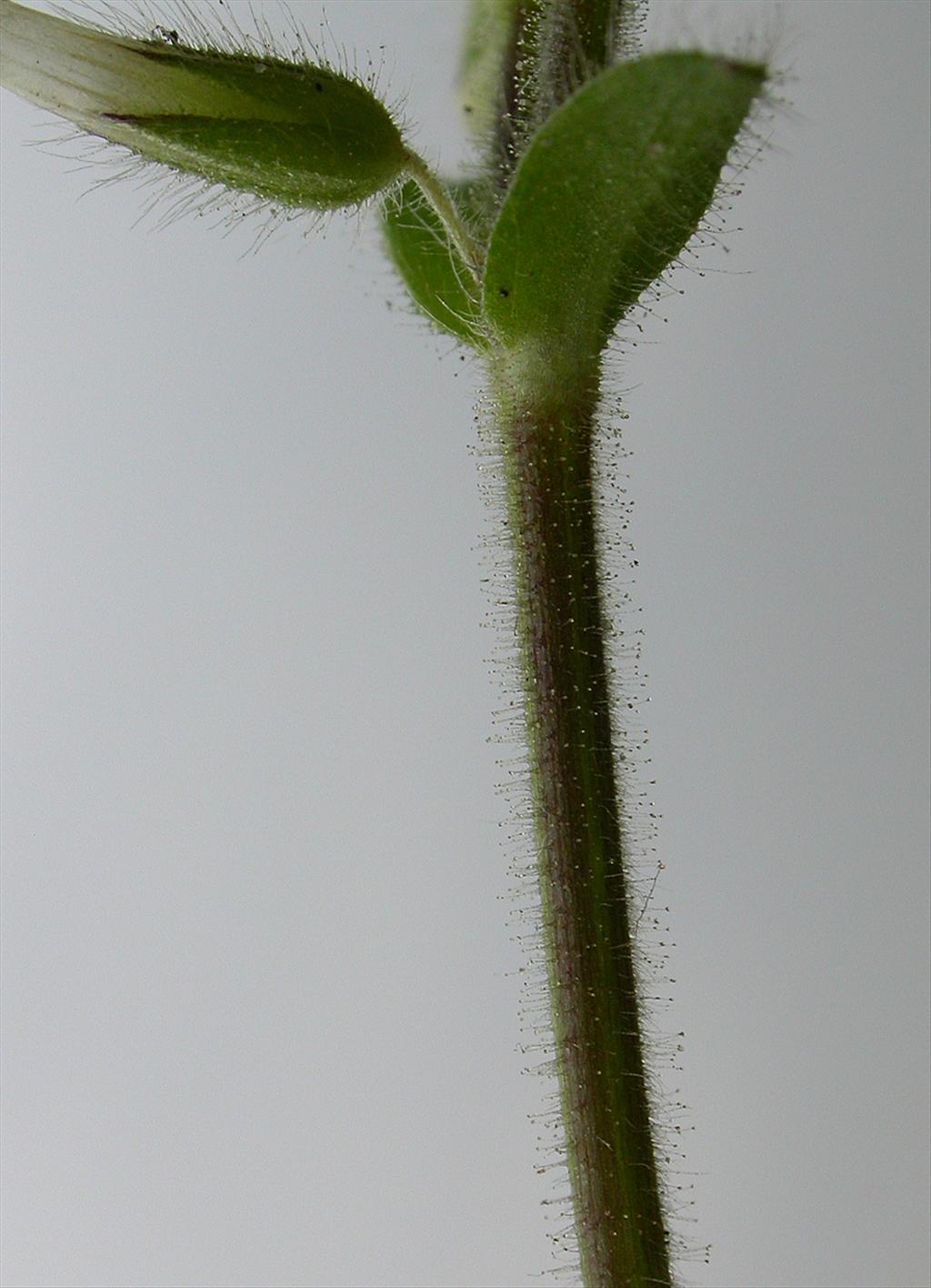 Cerastium glomeratum (door Peter Meininger)