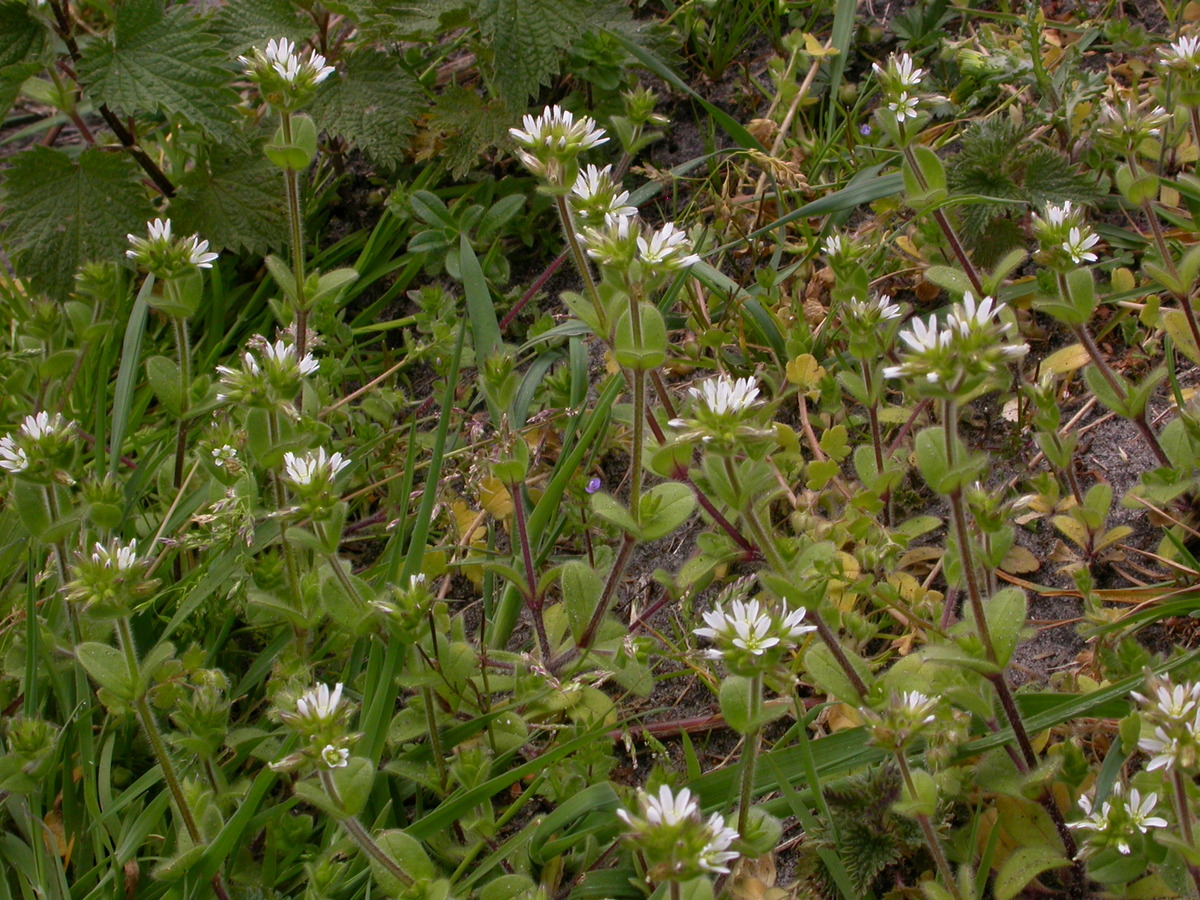 Cerastium glomeratum (door Peter Meininger)