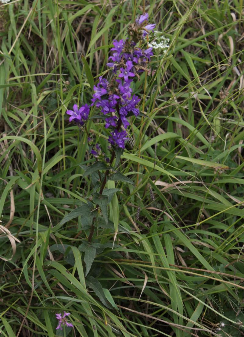 Campanula glomerata (door Peter Meininger)