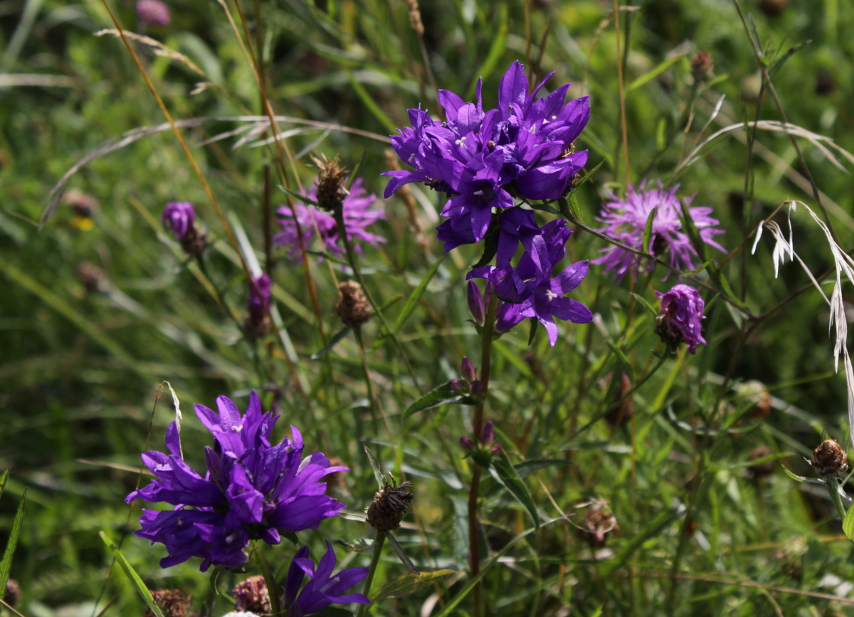 Campanula glomerata (door Peter Meininger)