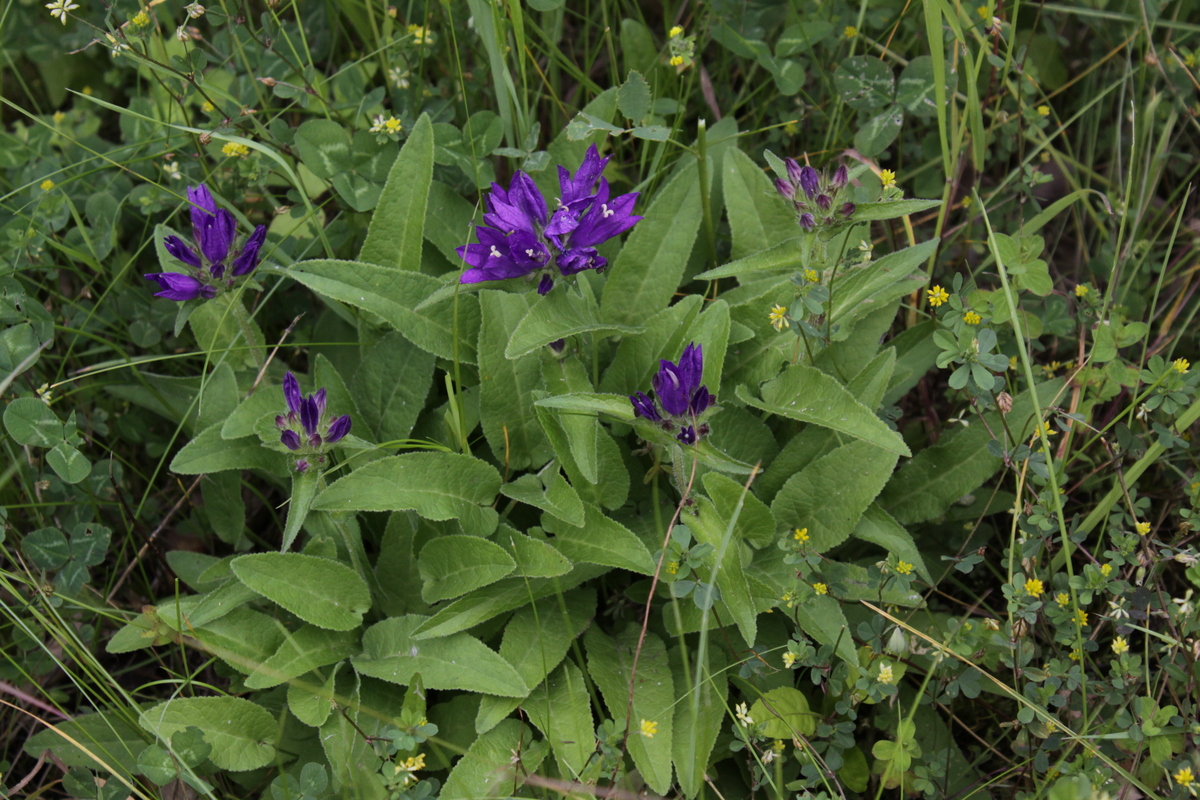 Campanula glomerata (door Peter Meininger)