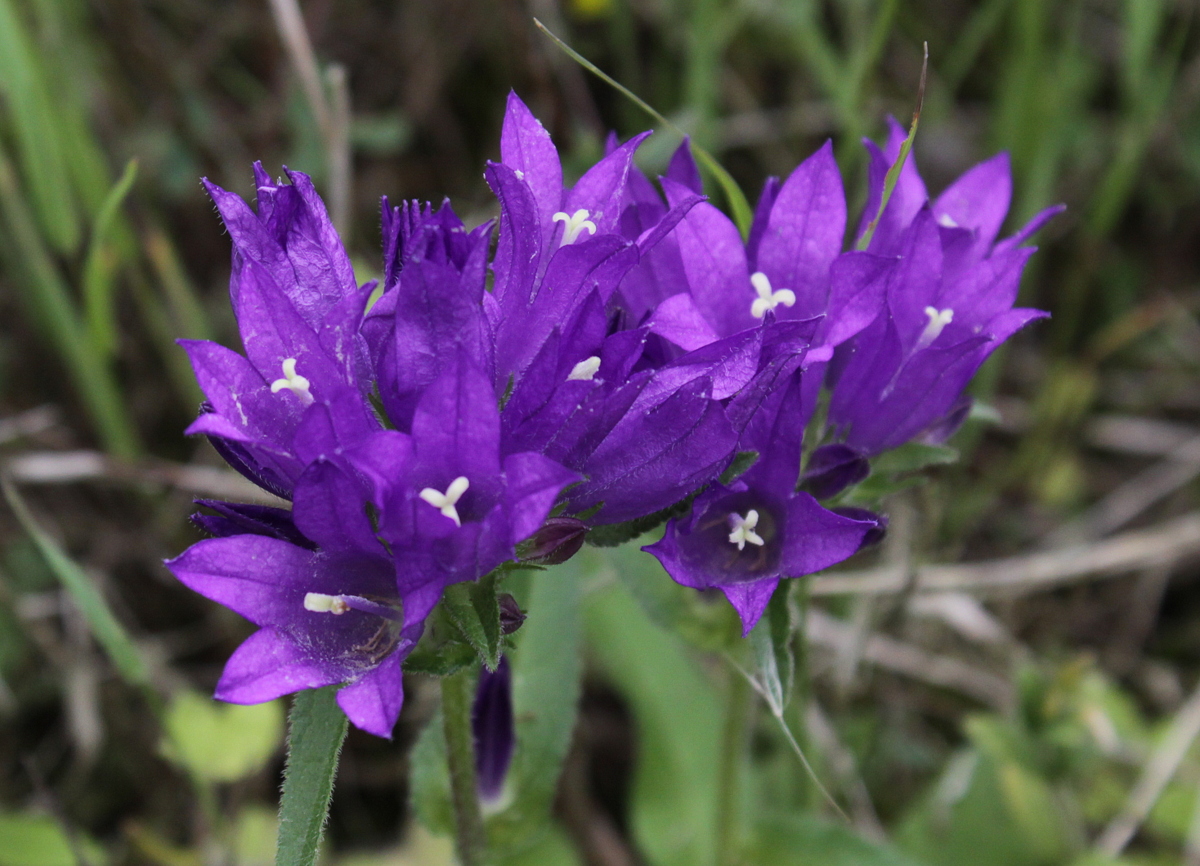 Campanula glomerata (door Peter Meininger)