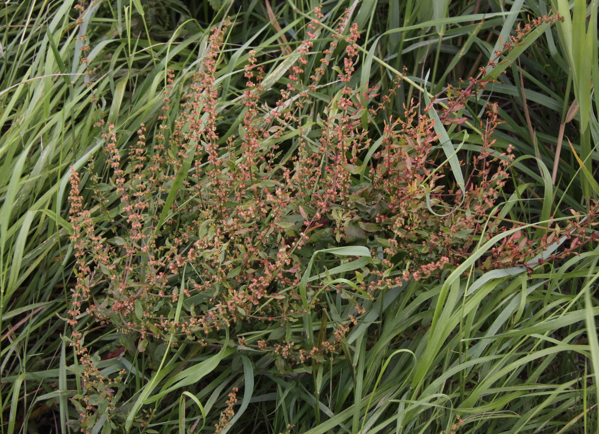 Rumex conglomeratus (door Peter Meininger)