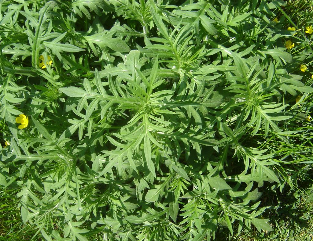 Knautia arvensis (door Ruud Beringen)