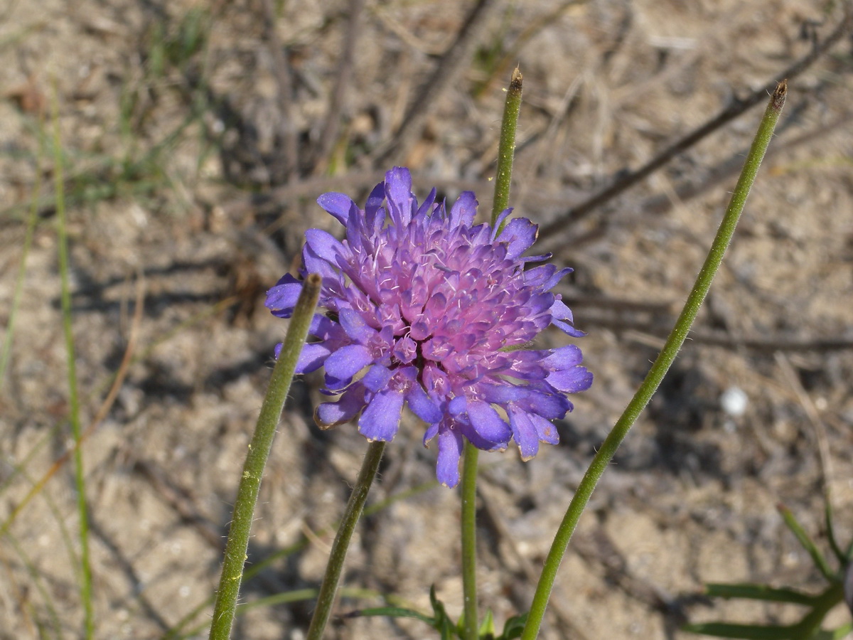 Knautia arvensis (door Hans Toetenel)