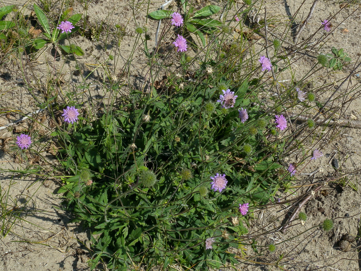 Knautia arvensis (door Hans Toetenel)