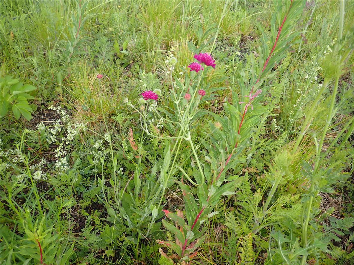 Knautia macedonica (door Aad van Diemen)