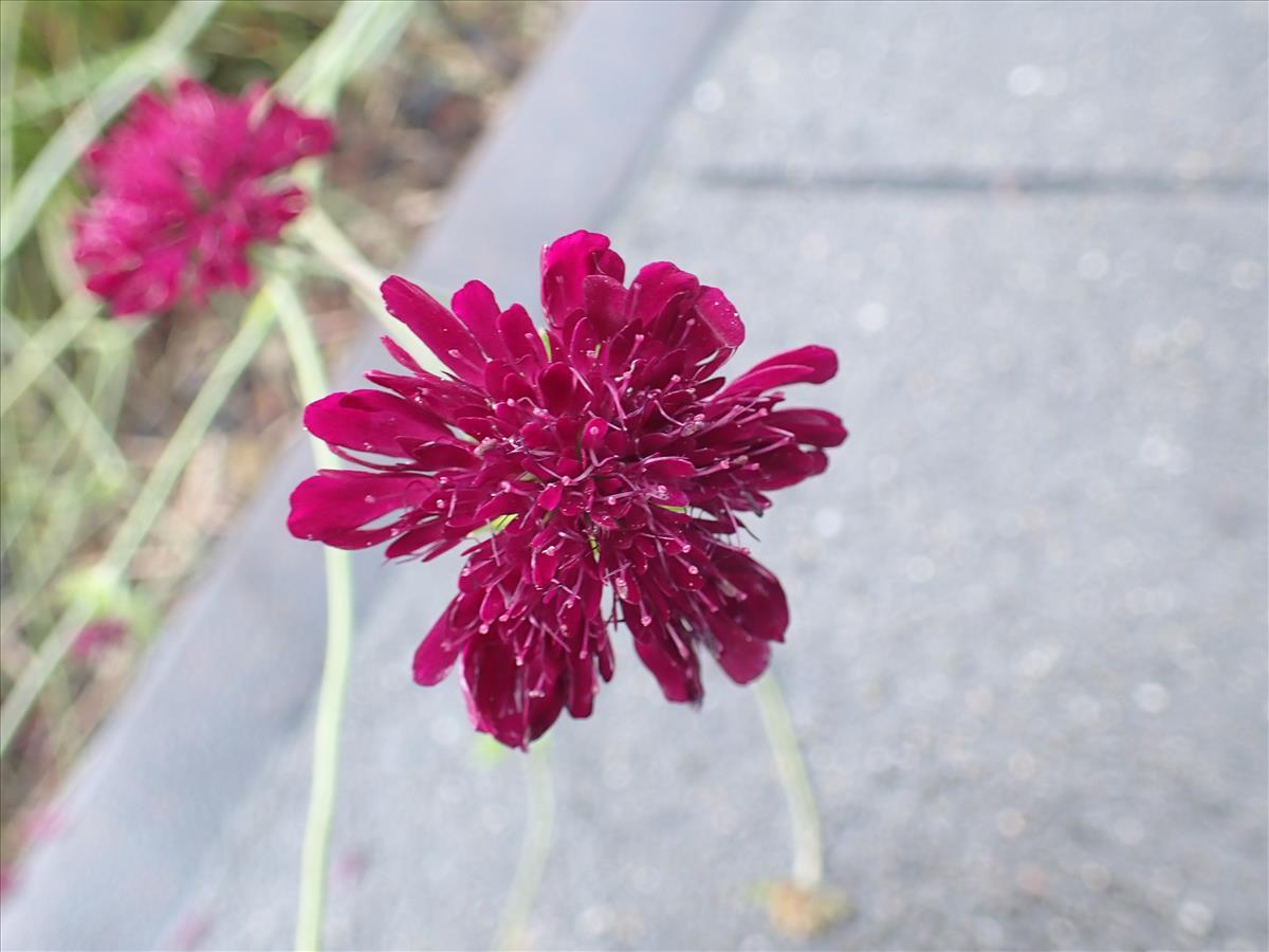 Knautia macedonica (door Aad van Diemen)