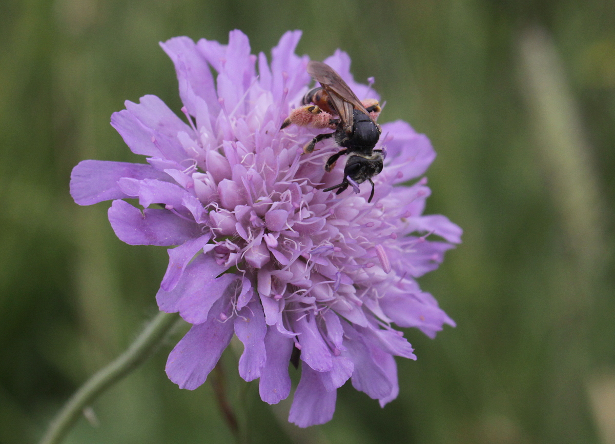 Knautia arvensis (door Peter Meininger)