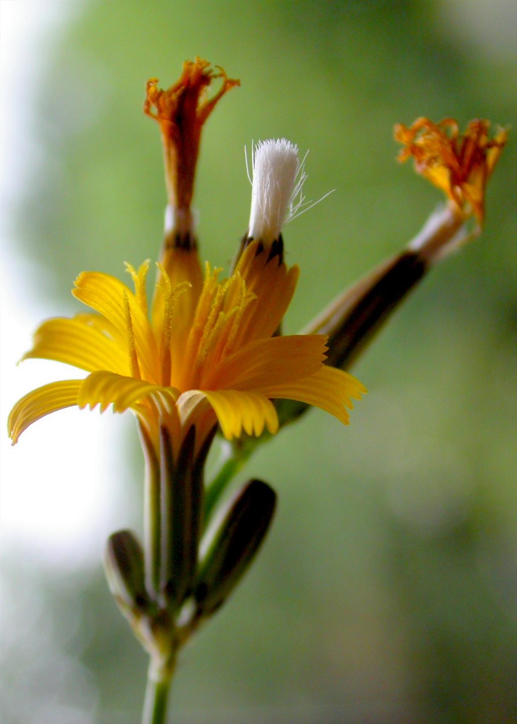 Chondrilla juncea (door Peter Meininger)