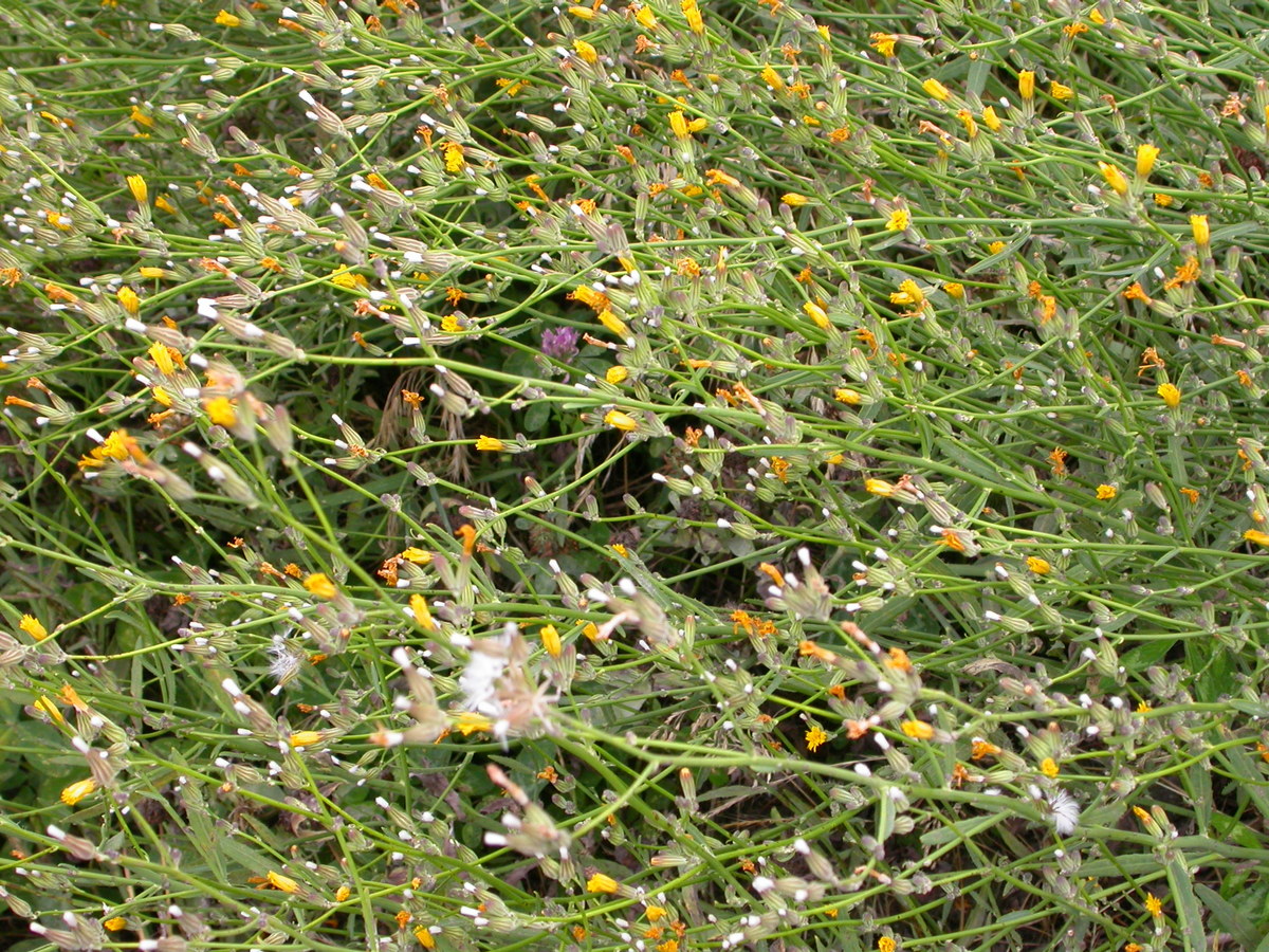 Chondrilla juncea (door Peter Meininger)