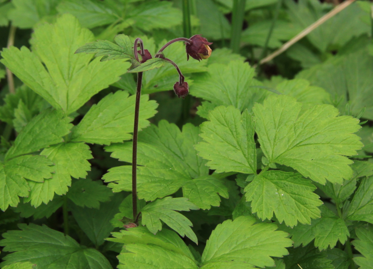 Geum rivale (door Peter Meininger)