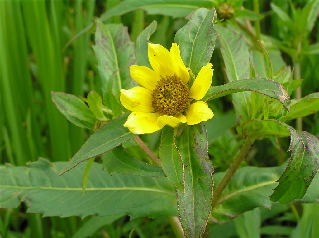 Bidens cernua (door Frank van Gessele)