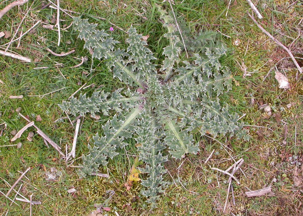 Carduus nutans (door Peter Meininger)