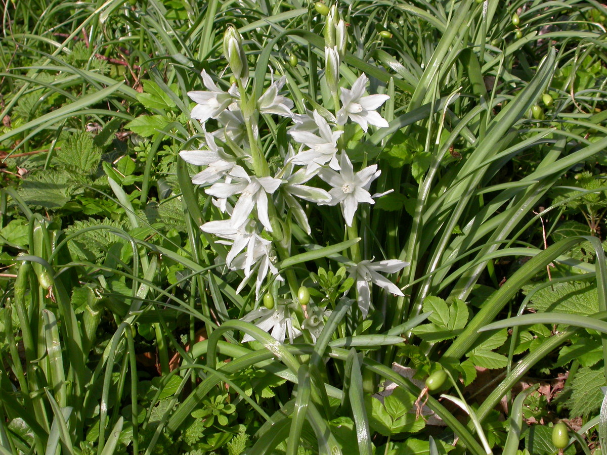 Ornithogalum nutans (door Peter Meininger)