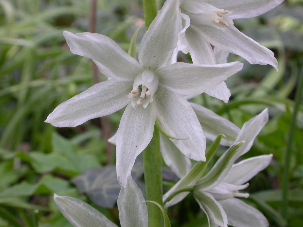 Ornithogalum nutans (door Peter Meininger)