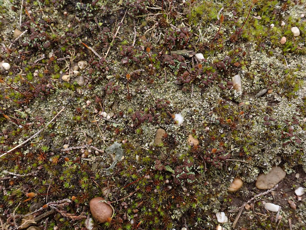 Cladonia cariosa (door Hans Haafkens)