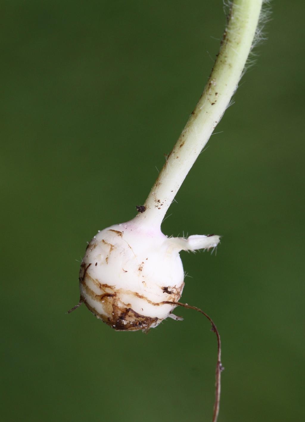 Ranunculus bulbosus (door Peter Meininger)