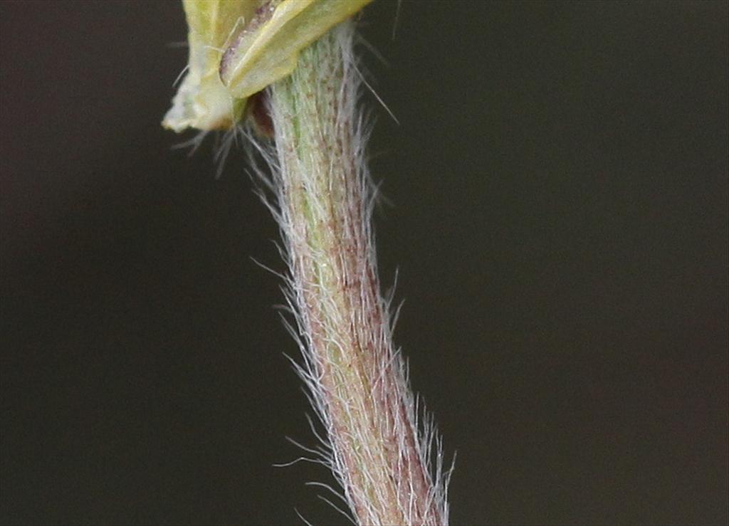 Ranunculus bulbosus (door Peter Meininger)