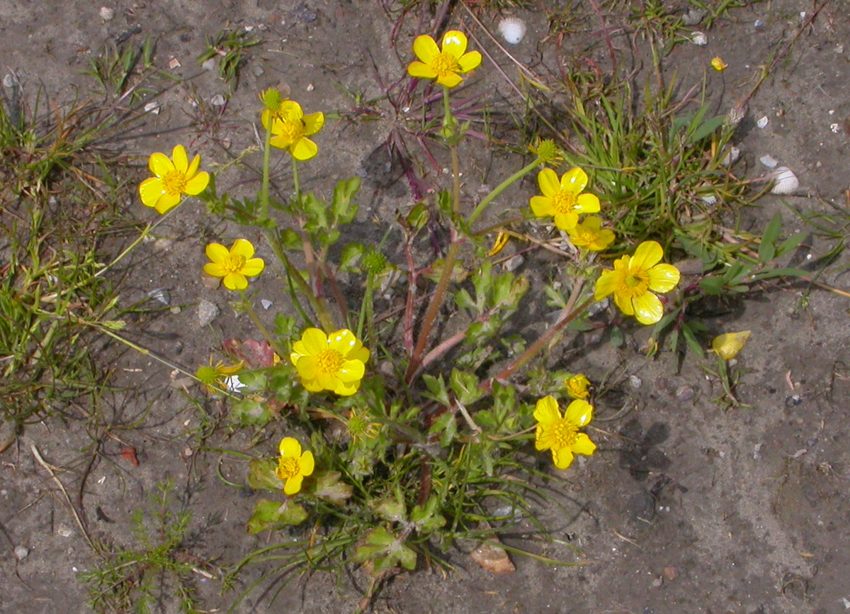 Ranunculus bulbosus (door Peter Meininger)