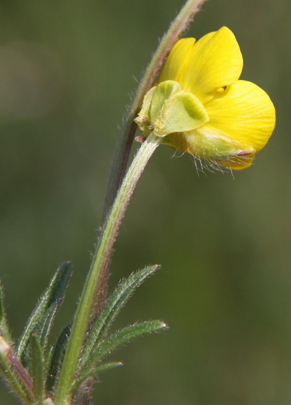 Ranunculus bulbosus (door Peter Meininger)