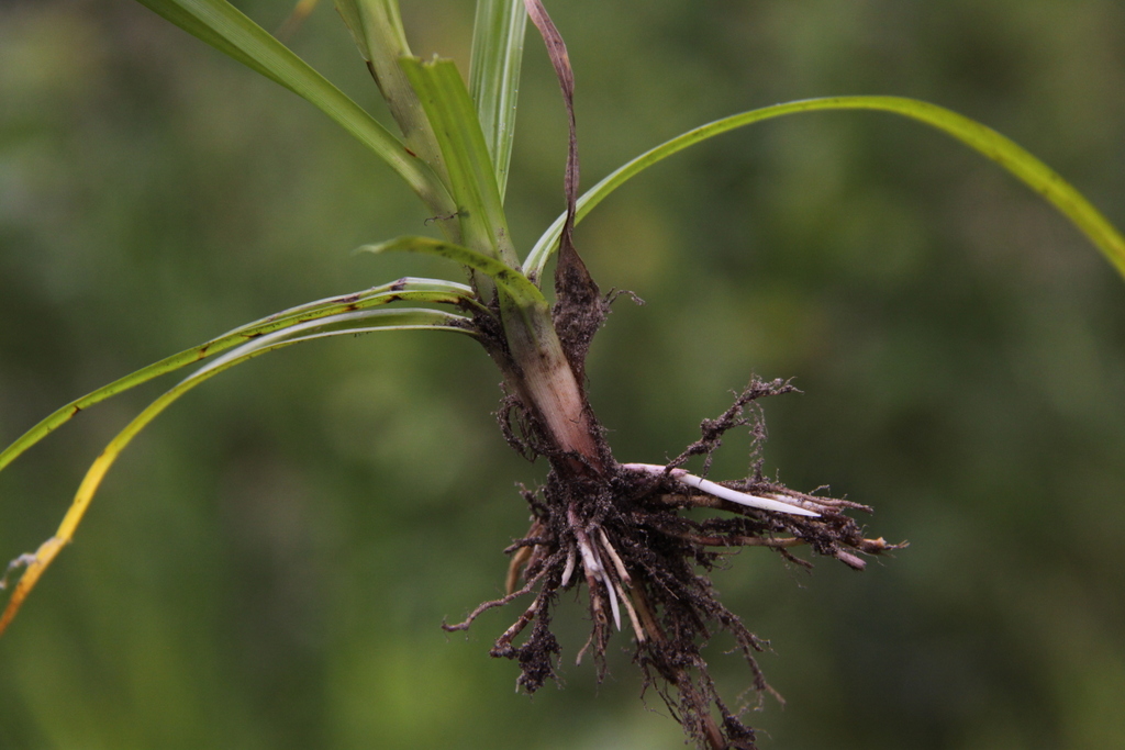 Cyperus esculentus (door Peter Meininger)