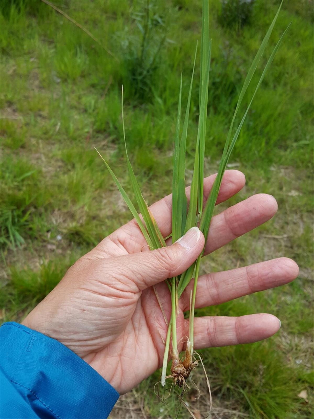 Phleum nodosum (door Hanneke Waller)