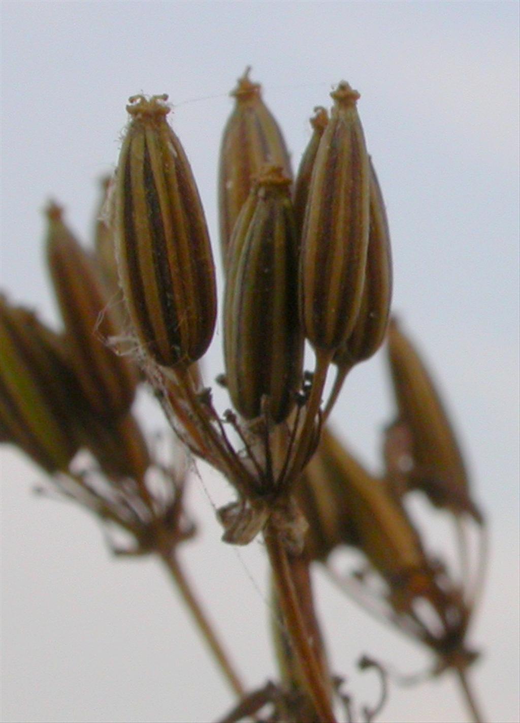 Chaerophyllum bulbosum (door Peter Meininger)
