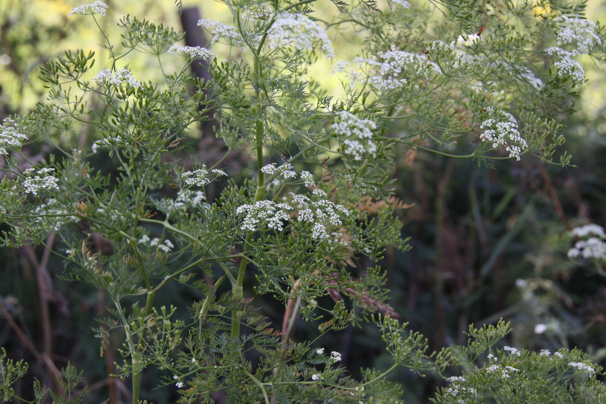 Chaerophyllum bulbosum (door Peter Meininger)