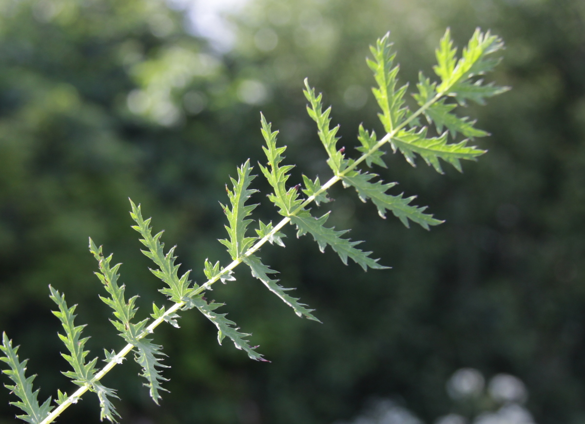 Filipendula vulgaris (door Peter Meininger)