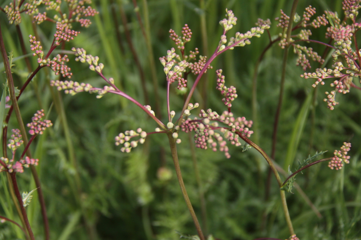 Filipendula vulgaris (door Peter Meininger)