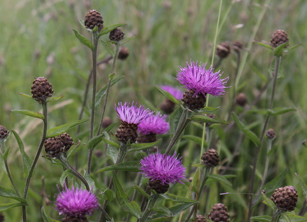 Centaurea jacea (door Peter Meininger)