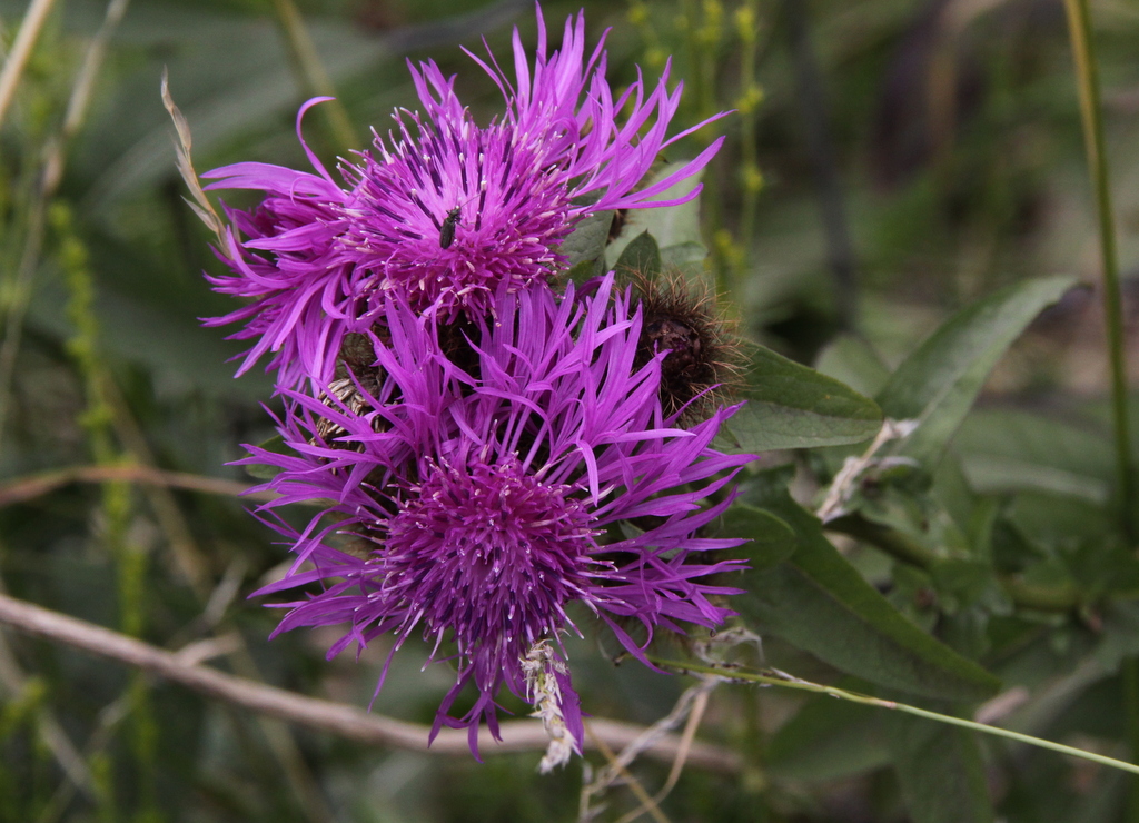 Centaurea jacea (door Peter Meininger)