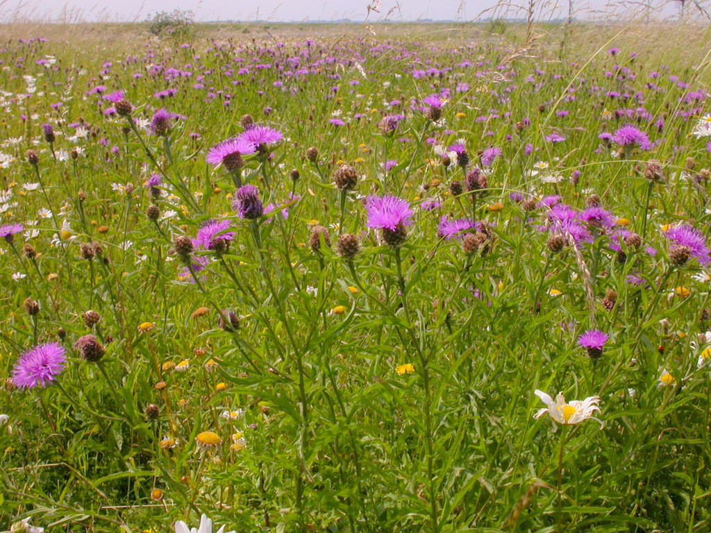 Centaurea jacea (door Peter Meininger)