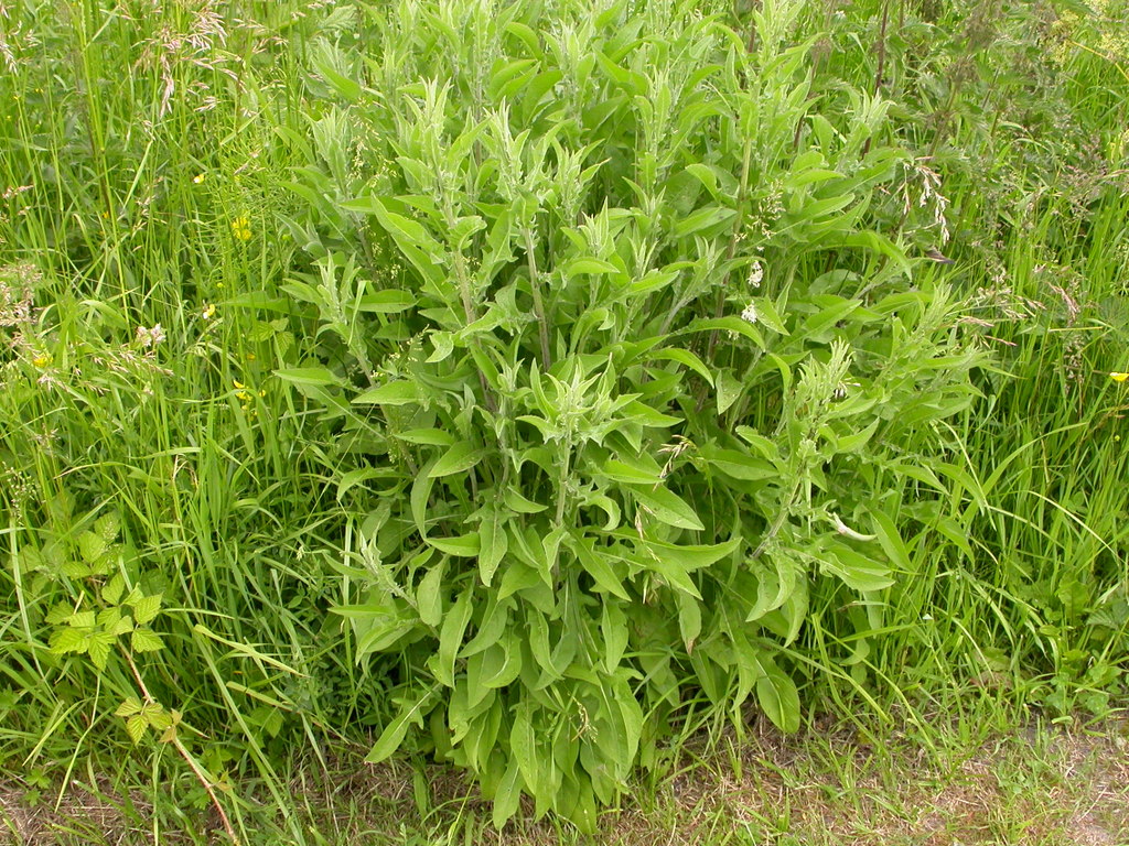 Centaurea jacea (door Peter Meininger)