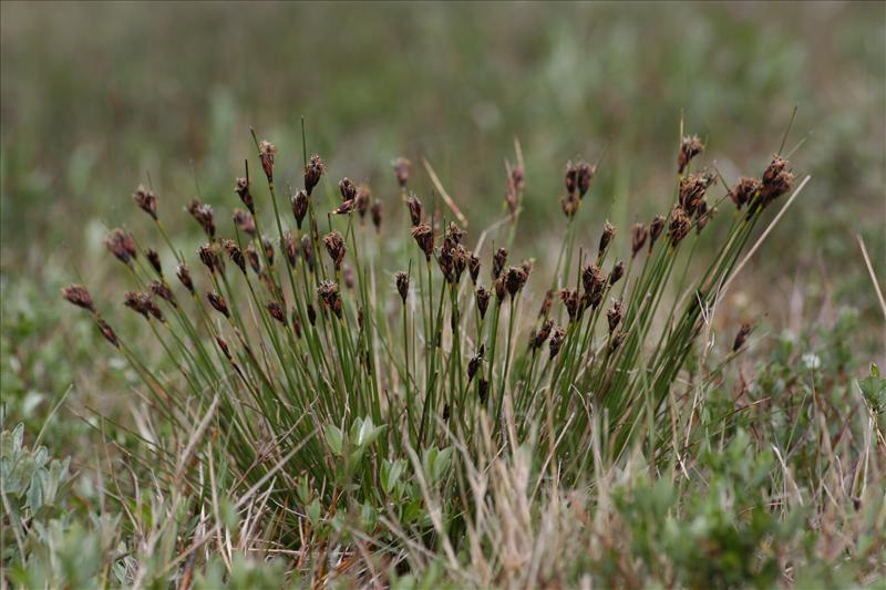 Schoenus nigricans (door Niko Buiten)