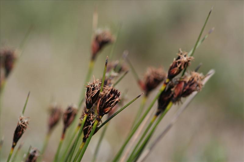 Schoenus nigricans (door Niko Buiten)