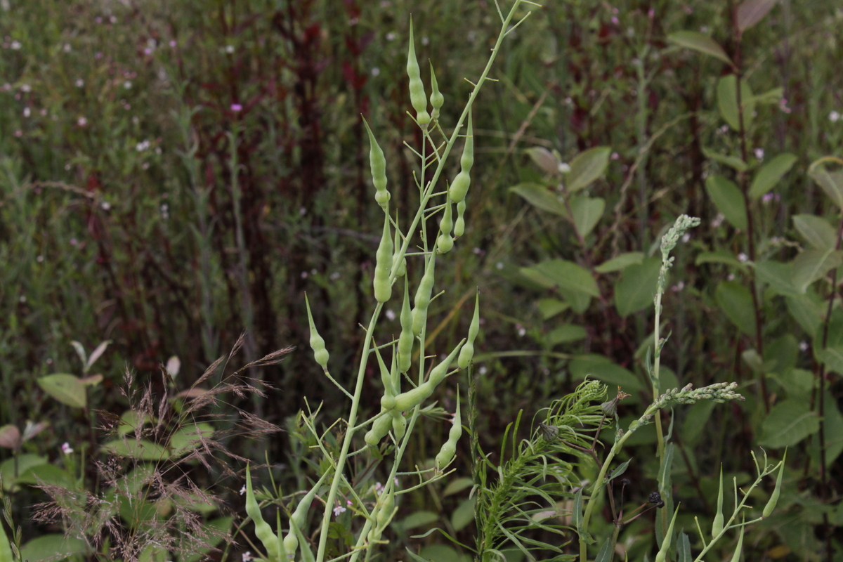 Raphanus raphanistrum (door Peter Meininger)