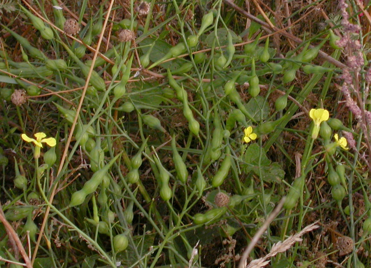 Raphanus raphanistrum (door Peter Meininger)