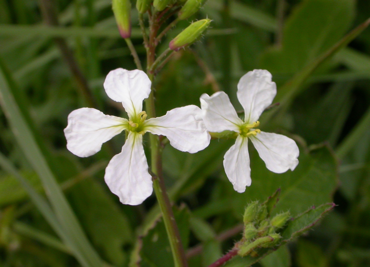 Raphanus raphanistrum (door Peter Meininger)