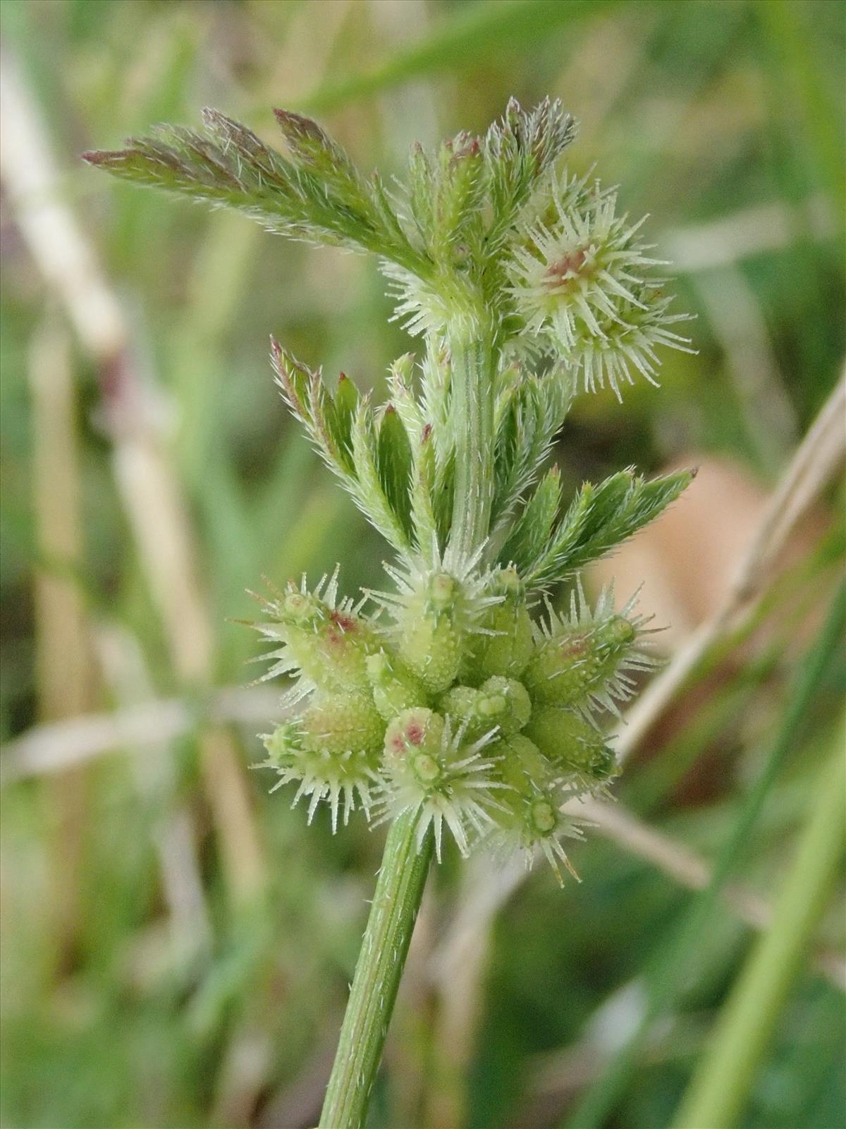 Torilis nodosa (door Carleen de Graaf)